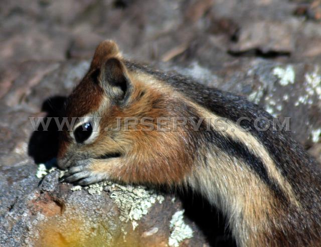 Golden-mantled Ground Squirrel.jpg